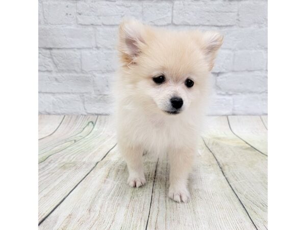 Pomeranian DOG Female Cream 1678 Petland Gallipolis, OH