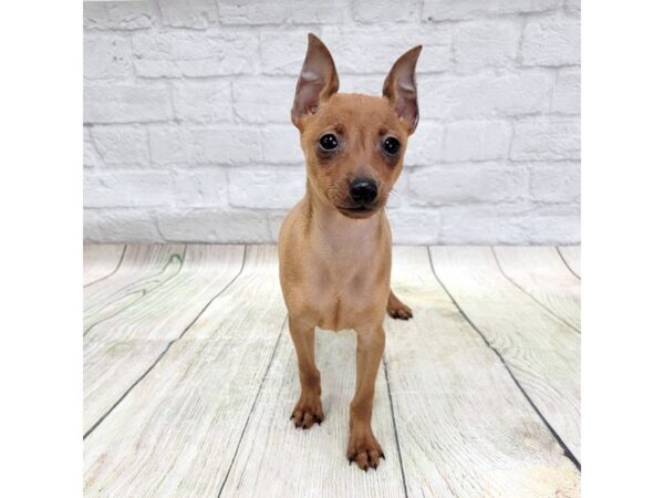 Miniature Pinscher DOG Male Red 1677 Petland Gallipolis, OH