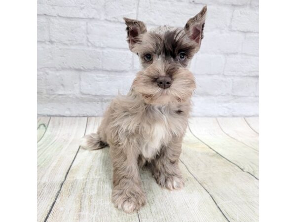 Miniature Schnauzer DOG Female Chocolate Merle 1676 Petland Gallipolis, OH