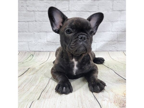 French Bulldog DOG Female Brindle 1672 Petland Gallipolis, OH