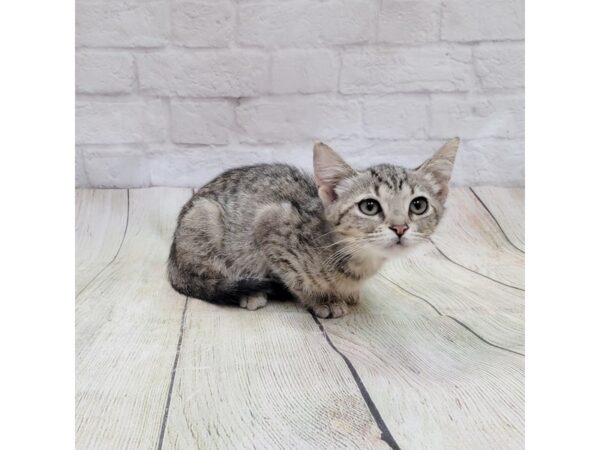 Adopt a Pet Domestic Short Hair-CAT-Female-Tabby-1690-Petland Gallipolis, OH