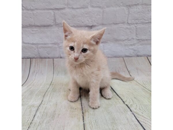 Adopt a Pet Domestic Short Hair-CAT-Male-Cream Tabby-1688-Petland Gallipolis, OH