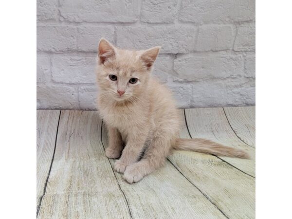 Adopt a Pet Domestic Short Hair CAT Male Cream Tabby 1687 Petland Gallipolis, OH