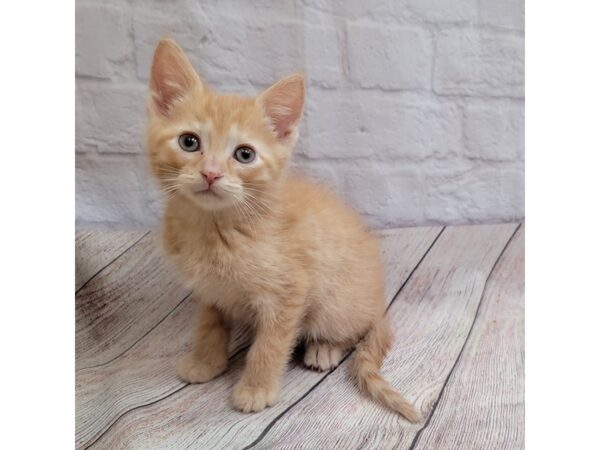 Adopt a Pet Domestic Short Hair-CAT-Male-Orange Tabby-1686-Petland Gallipolis, OH