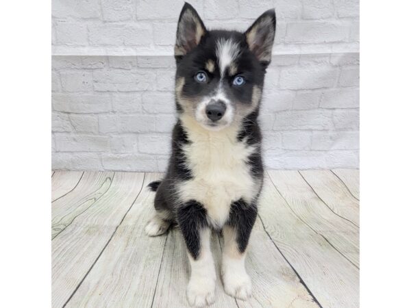 Pomsky DOG Male Black Tri 1685 Petland Gallipolis, OH