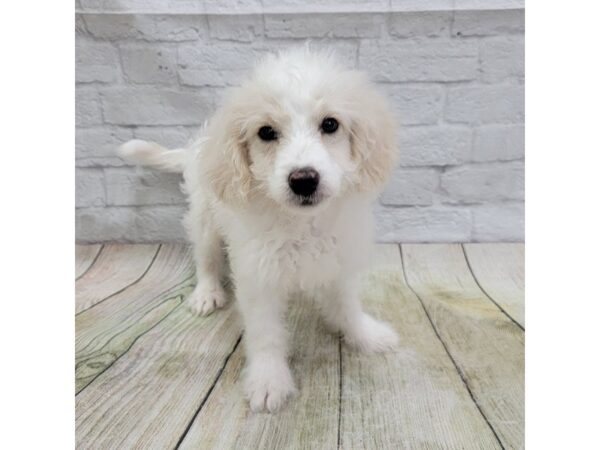 Mini Goldendoodle DOG Male White/Cream 1684 Petland Gallipolis, OH