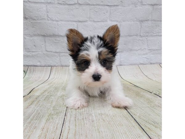 Yorkshire Terrier-DOG-Male-Black / Tan-1683-Petland Gallipolis, OH