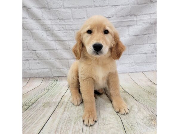 Golden Retriever DOG Female Golden 1682 Petland Gallipolis, OH