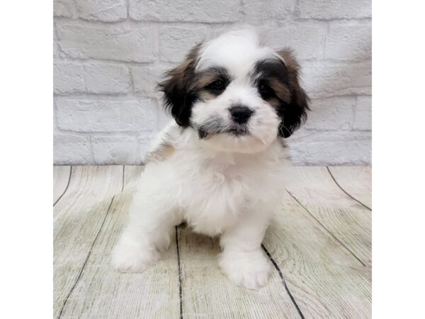 Teddy Bear DOG Male Tri-Colored 1697 Petland Gallipolis, OH