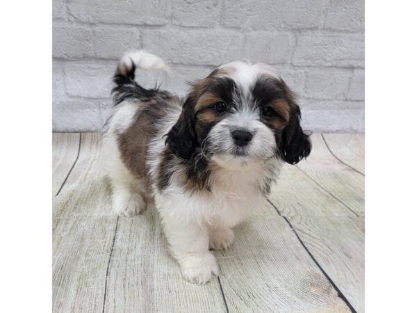 Teddy Bear DOG Female Tri-Colored 1696 Petland Gallipolis, OH