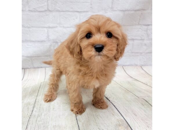 Cavapoo DOG Female Ruby 1695 Petland Gallipolis, OH