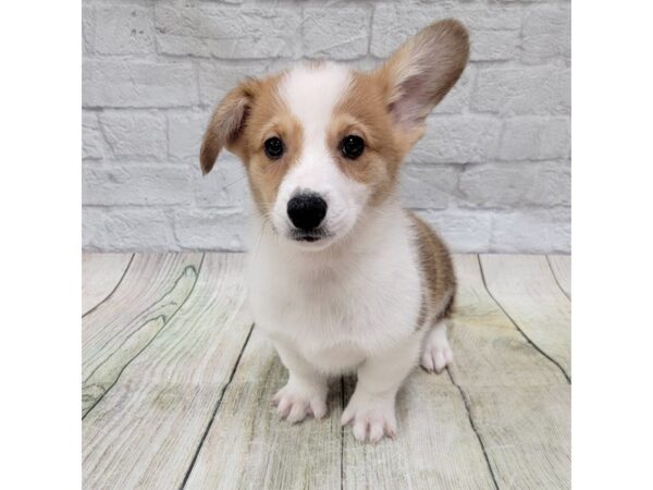 Pembroke Welsh Corgi DOG Male Sable / White 1694 Petland Gallipolis, OH