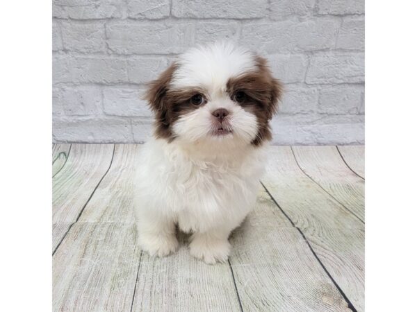 Shih Tzu-DOG-Male-Liver / White-1693-Petland Gallipolis, OH