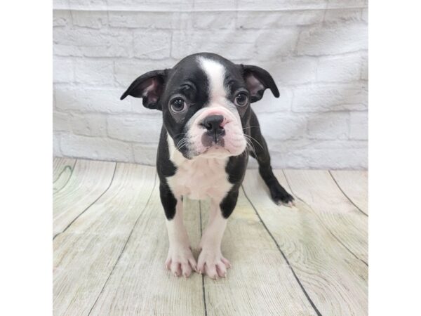 Boston Terrier DOG Male Black / White 1708 Petland Gallipolis, OH