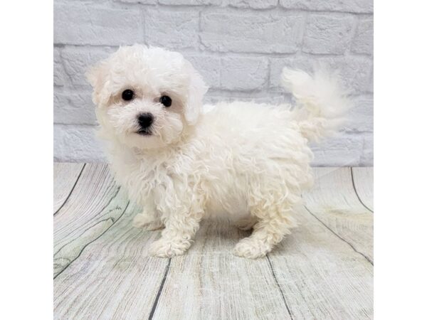 Bichon Frise DOG Female White 1707 Petland Gallipolis, OH