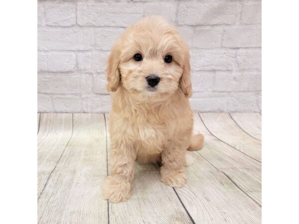 Cavachon-DOG-Female-Apricot-1706-Petland Gallipolis, OH