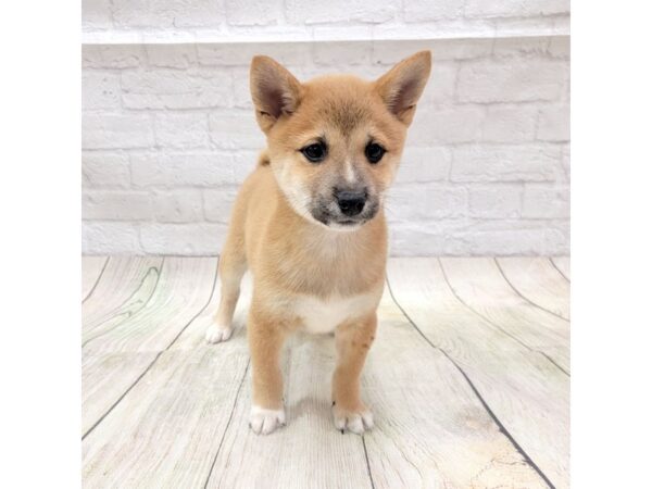 Shiba Inu-DOG-Male-Red Sesame-1705-Petland Gallipolis, OH