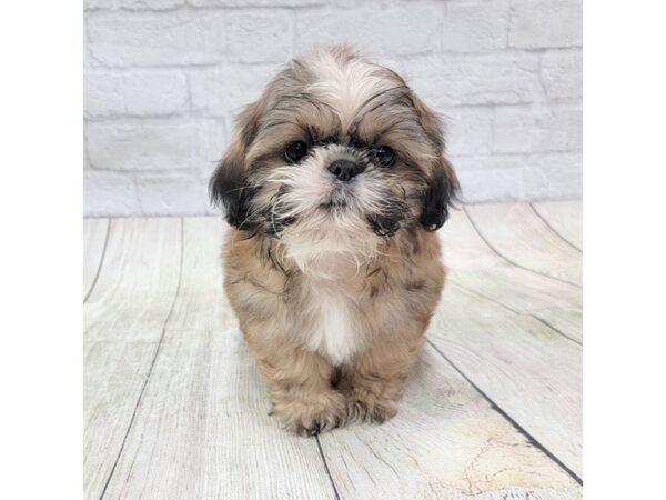 Shih Tzu DOG Male Gold 1704 Petland Gallipolis, OH