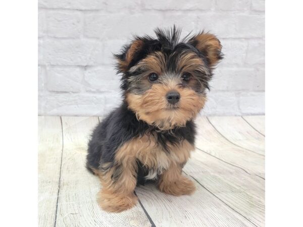 Yorkshire Terrier-DOG-Male-Black / Tan-1703-Petland Gallipolis, OH