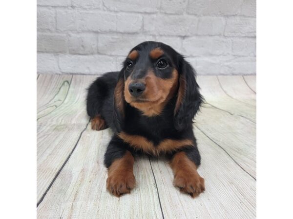 Dachshund DOG Female Black / Tan 1702 Petland Gallipolis, OH