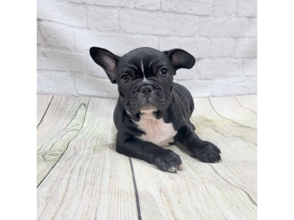 French Bulldog DOG Male Brindle 1701 Petland Gallipolis, OH