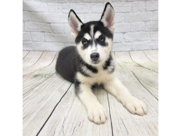 Siberian Husky DOG Female Black & White 1699 Petland Gallipolis, OH