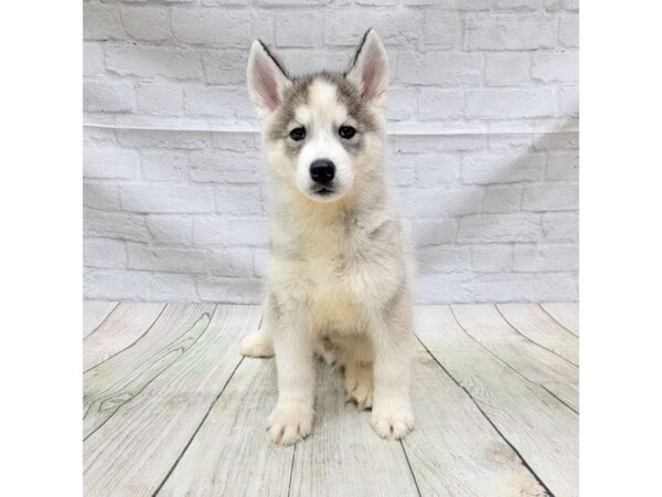 Siberian Husky DOG Male Gray & White 1698 Petland Gallipolis, OH