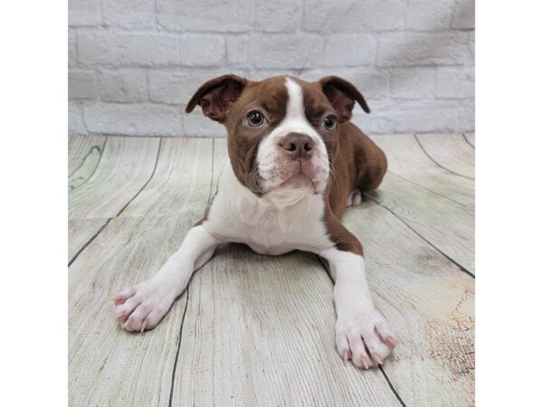 Boston Terrier DOG Female Seal / White 1692 Petland Gallipolis, OH