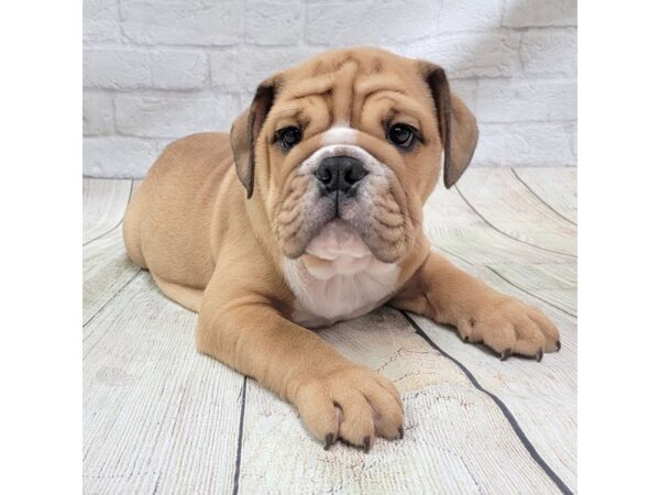 Bulldog-DOG-Male-Red-1691-Petland Gallipolis, OH