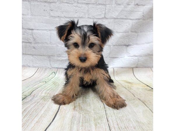 Yorkshire Terrier DOG Male Black / Tan 1709 Petland Gallipolis, OH