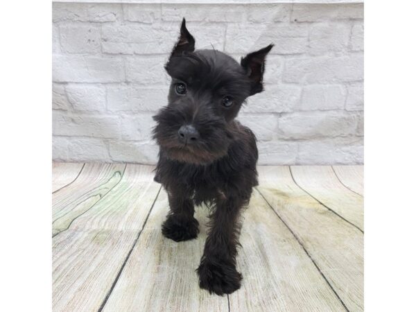 Miniature Schnauzer DOG Female Black 1710 Petland Gallipolis, OH