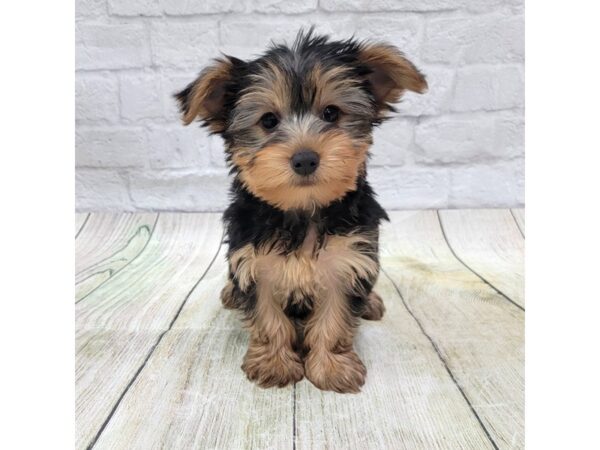 Yorkshire Terrier DOG Male Black / Tan 1711 Petland Gallipolis, OH