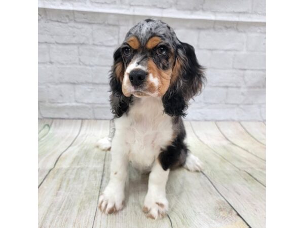 Cocker Spaniel DOG Female Blue Merle White / Tan 1712 Petland Gallipolis, OH