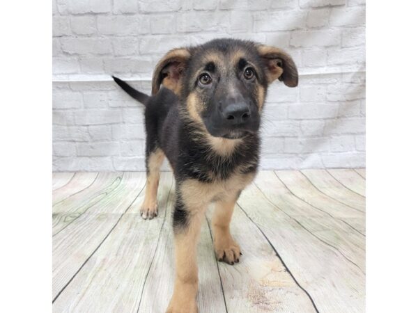 German Shepherd DOG Female Black / Tan 1713 Petland Gallipolis, OH