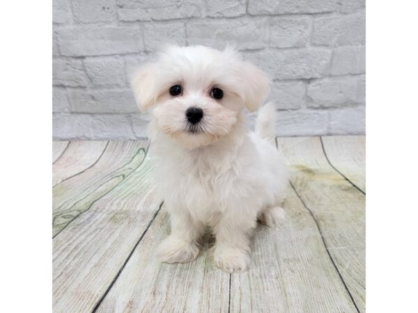 Maltese DOG Male White 1714 Petland Gallipolis, OH