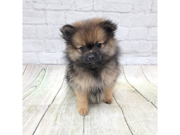 Pomeranian DOG Female Red Sable 1717 Petland Gallipolis, OH