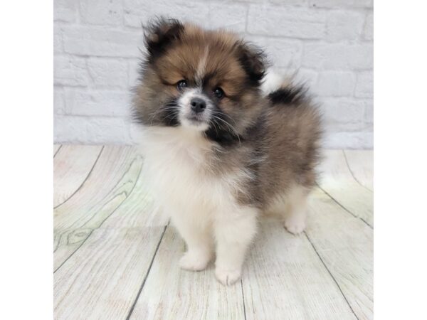 Pomeranian DOG Male Red Sable 1716 Petland Gallipolis, OH