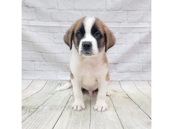 Saint Bernard DOG Male Mahogany / White 1715 Petland Gallipolis, OH