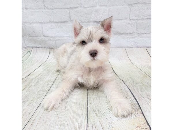 Miniature Schnauzer DOG Female White Chocolate Merle 1720 Petland Gallipolis, OH