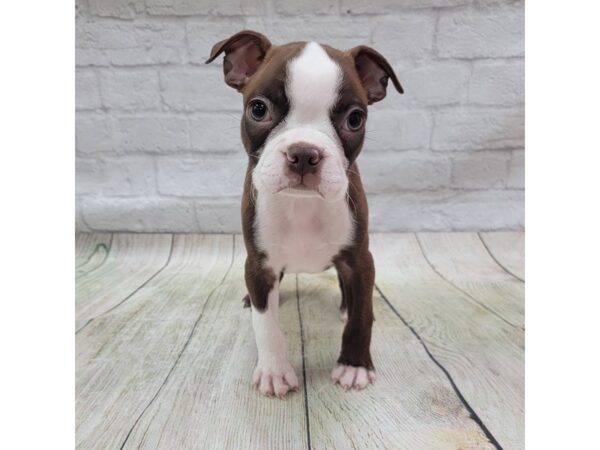 Boston Terrier DOG Male Seal / White 1718 Petland Gallipolis, OH