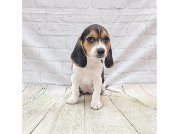 Beagle DOG Female Tri-Colored 1719 Petland Gallipolis, OH