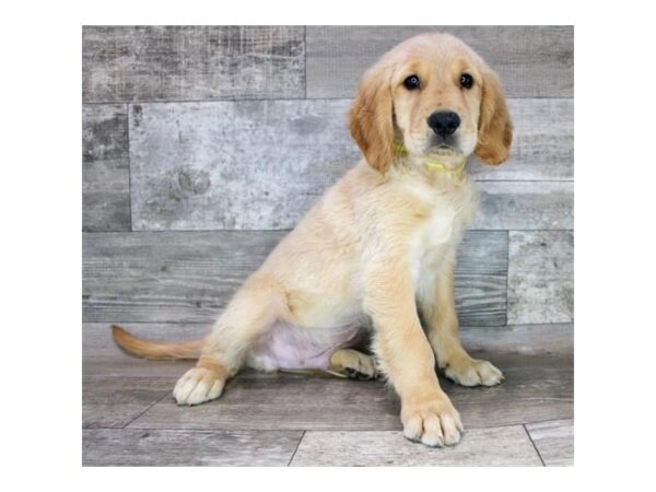 Golden Retriever DOG Male Golden 1724 Petland Gallipolis, OH