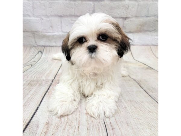 Shih Tzu DOG Female Brown / White 1723 Petland Gallipolis, OH