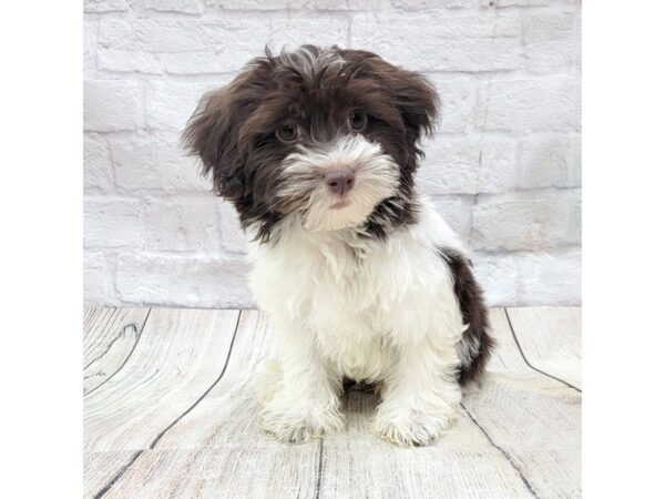 Havanese DOG Male Chocolate / White 1722 Petland Gallipolis, OH