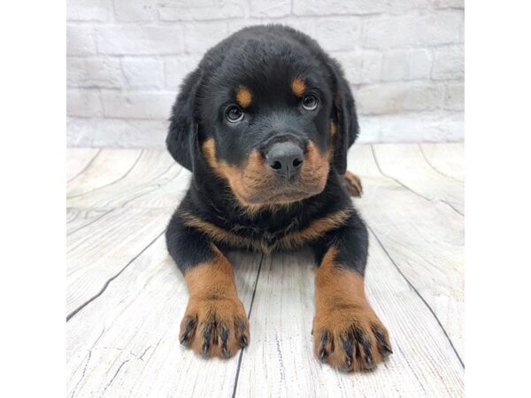 Rottweiler DOG Female Black / Tan 1721 Petland Gallipolis, OH