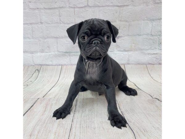 Pug DOG Male Black 1731 Petland Gallipolis, OH