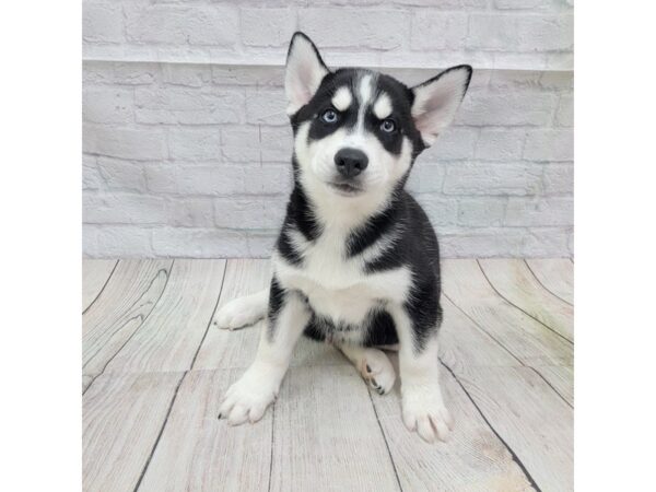 Siberian Husky-DOG-Male-Black / White-1730-Petland Gallipolis, OH