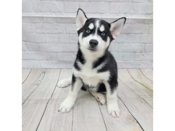 Siberian Husky DOG Male Black / White 1730 Petland Gallipolis, OH