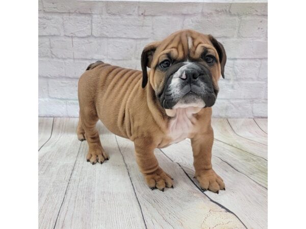 Bulldog-DOG-Male-Red-1729-Petland Gallipolis, OH