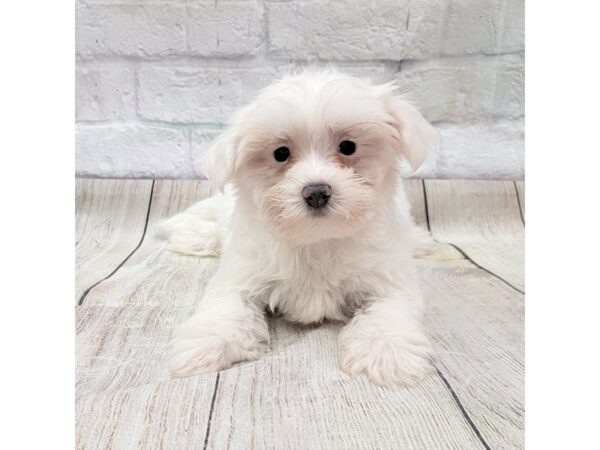 Maltese DOG Male White 1728 Petland Gallipolis, OH